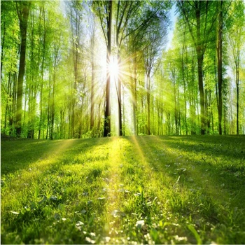 wellyu Тихий лесной пейзаж обсаженная деревьями тропа солнечный свет на фоне леса пользовательские большие фрески зеленые обои