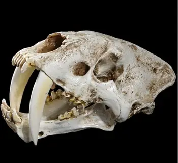 Модель черепа саблезубого тигра, поделки из смолы, украшение для Хэллоуина, модель скелета
