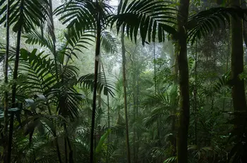 Фон для фотосъемки с тропическими листьями, пейзажем тропического леса, Виниловая ткань, высококачественная компьютерная печать, настенные фоны
